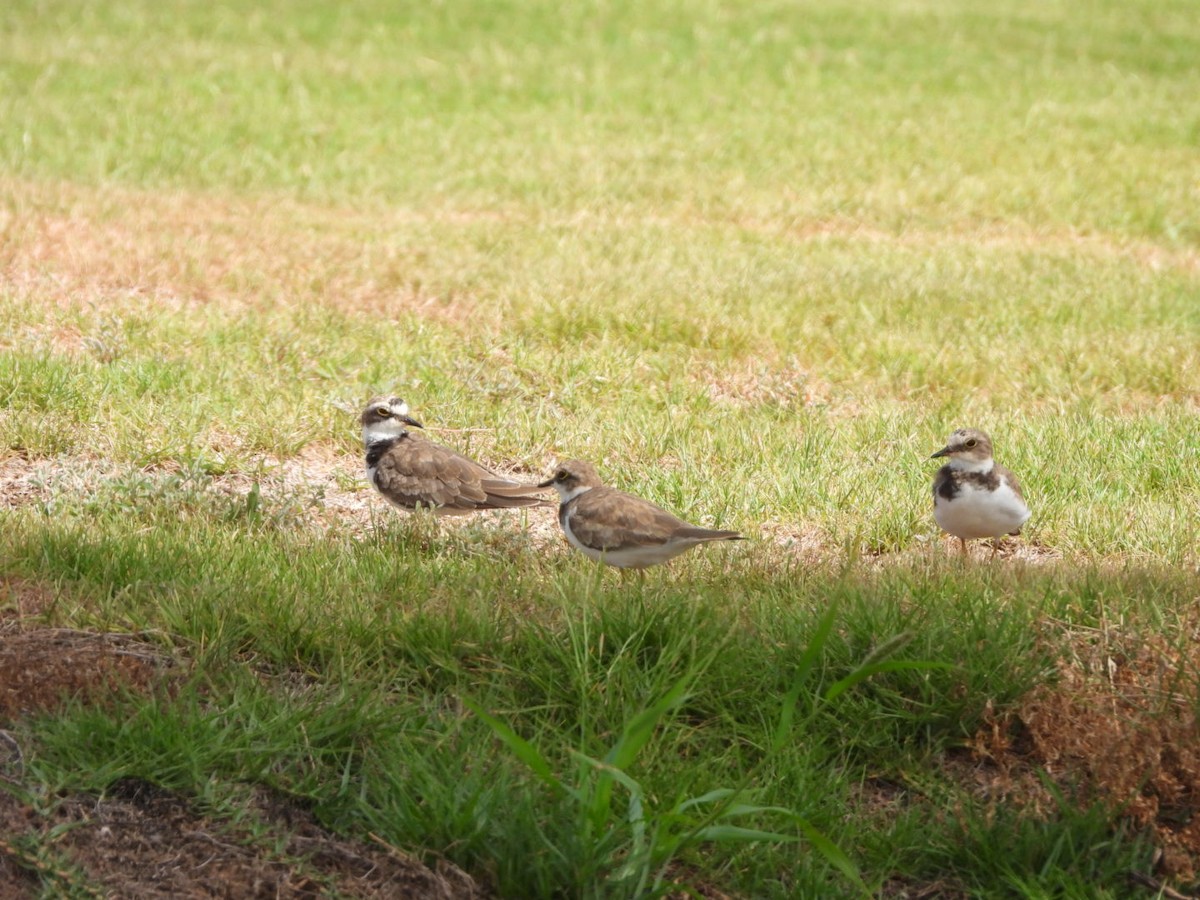 Little Ringed Plover - Miguel Hernández Santana