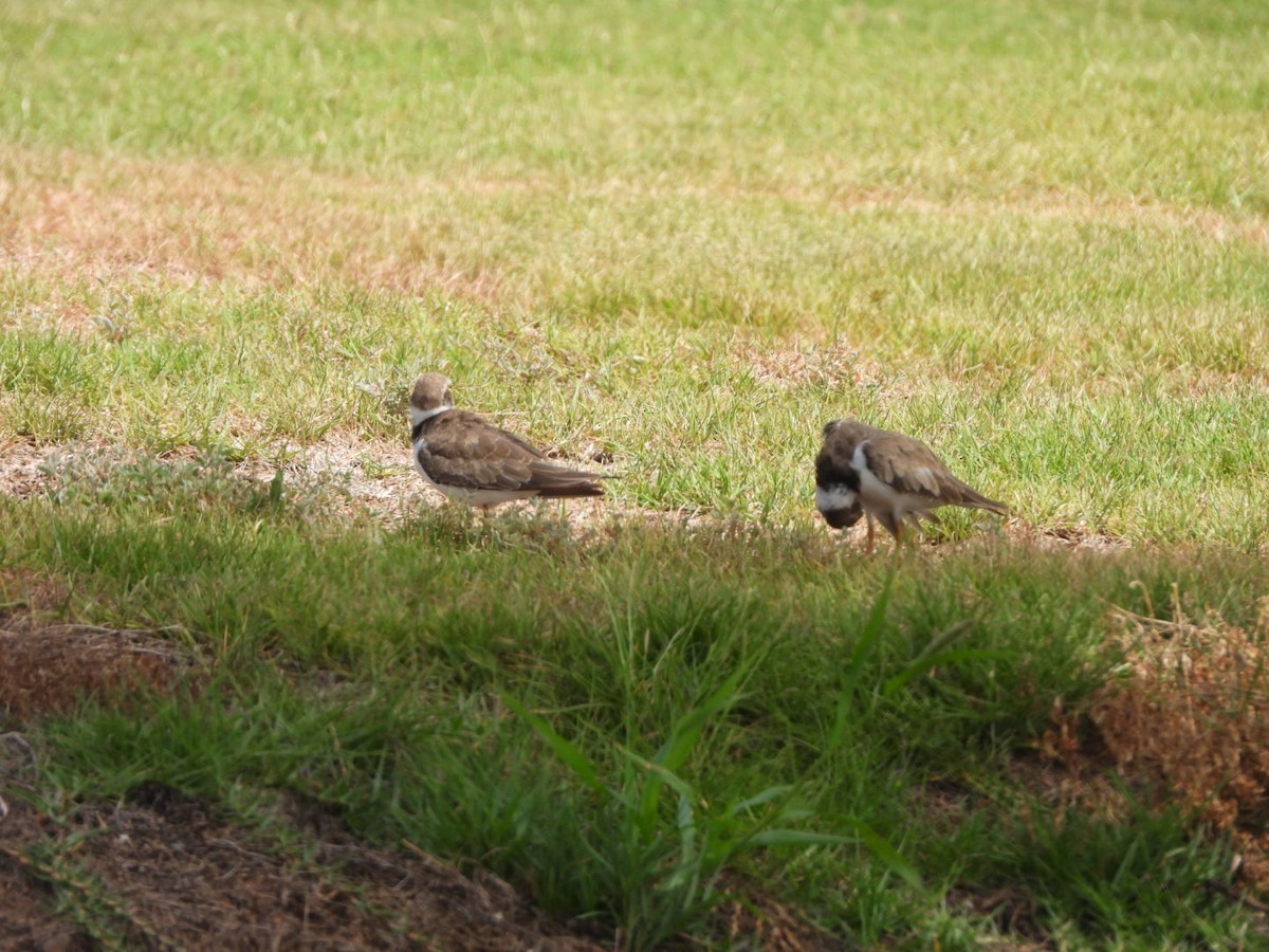 Little Ringed Plover - ML603884421