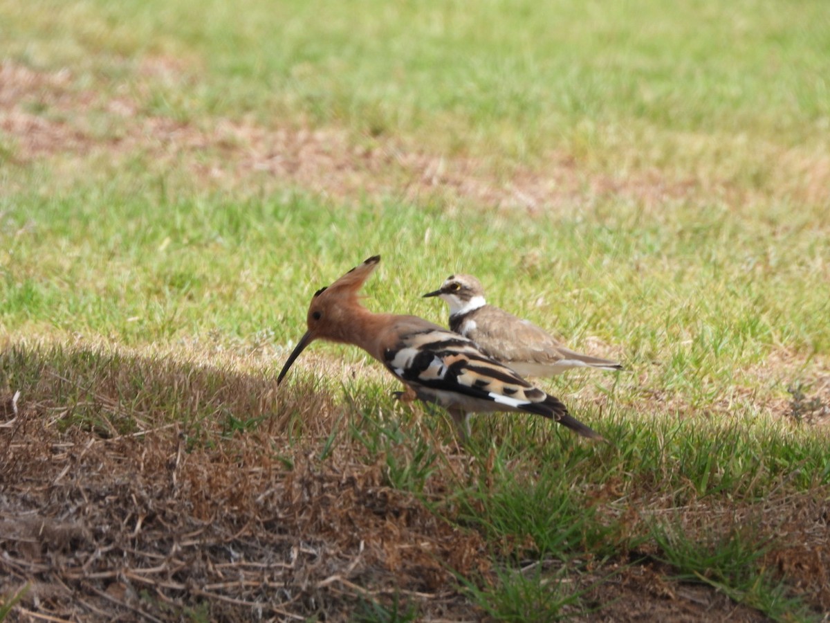 Eurasian Hoopoe - Miguel Hernández Santana