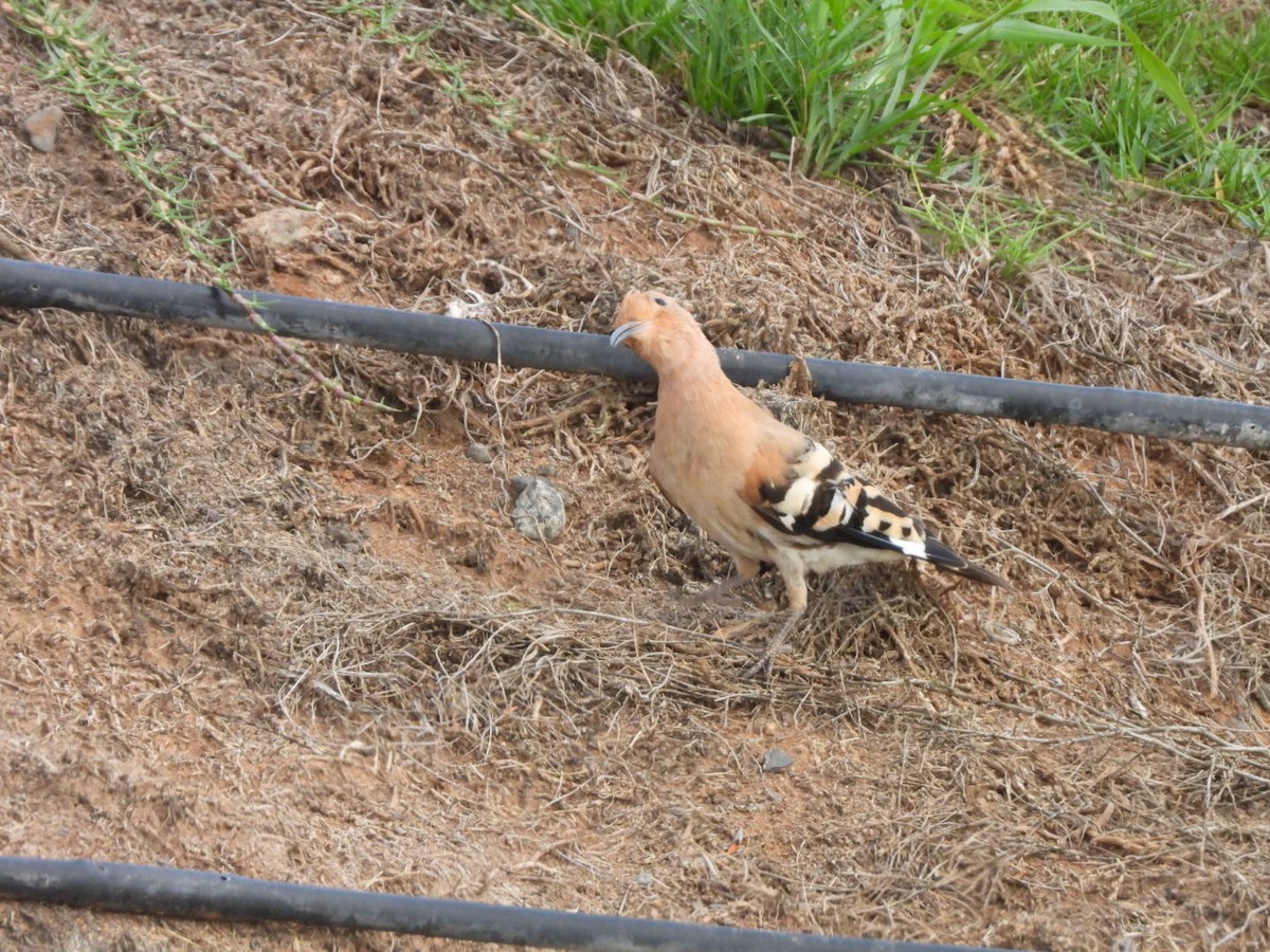 Eurasian Hoopoe - ML603884891