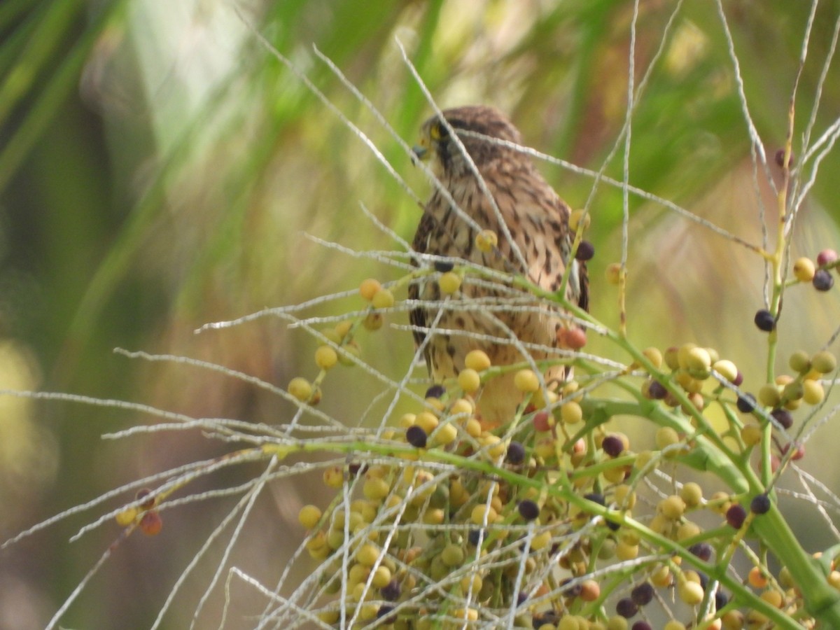 Eurasian Kestrel (Canary Is.) - Miguel Hernández Santana