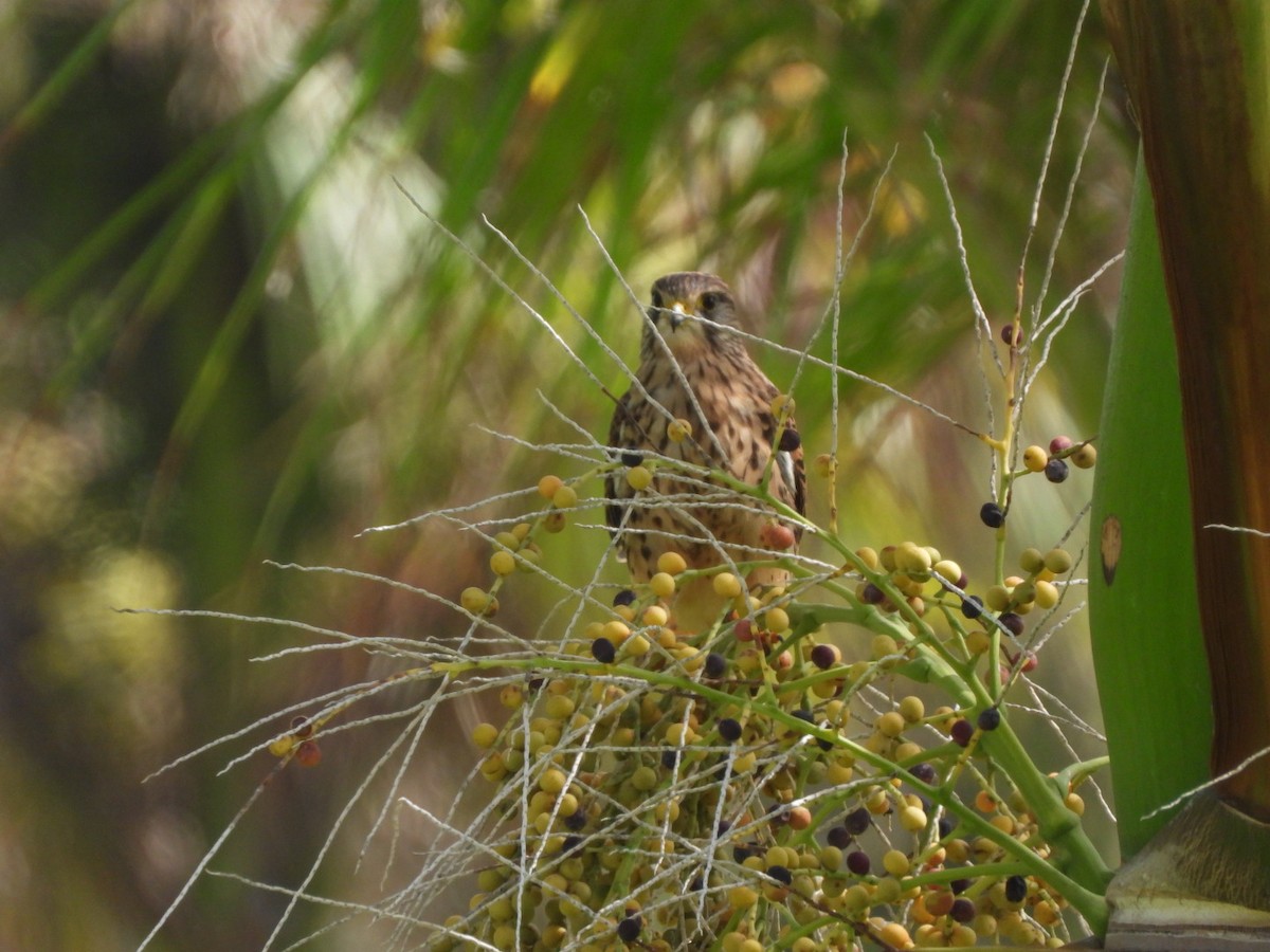 Пустельга (canariensis/dacotiae) - ML603885041