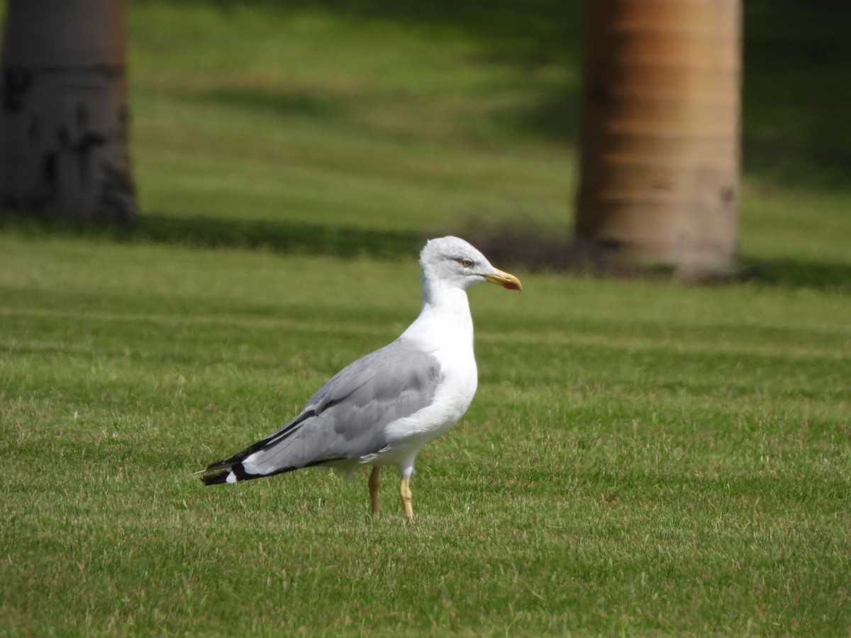 Yellow-legged Gull - Miguel Hernández Santana