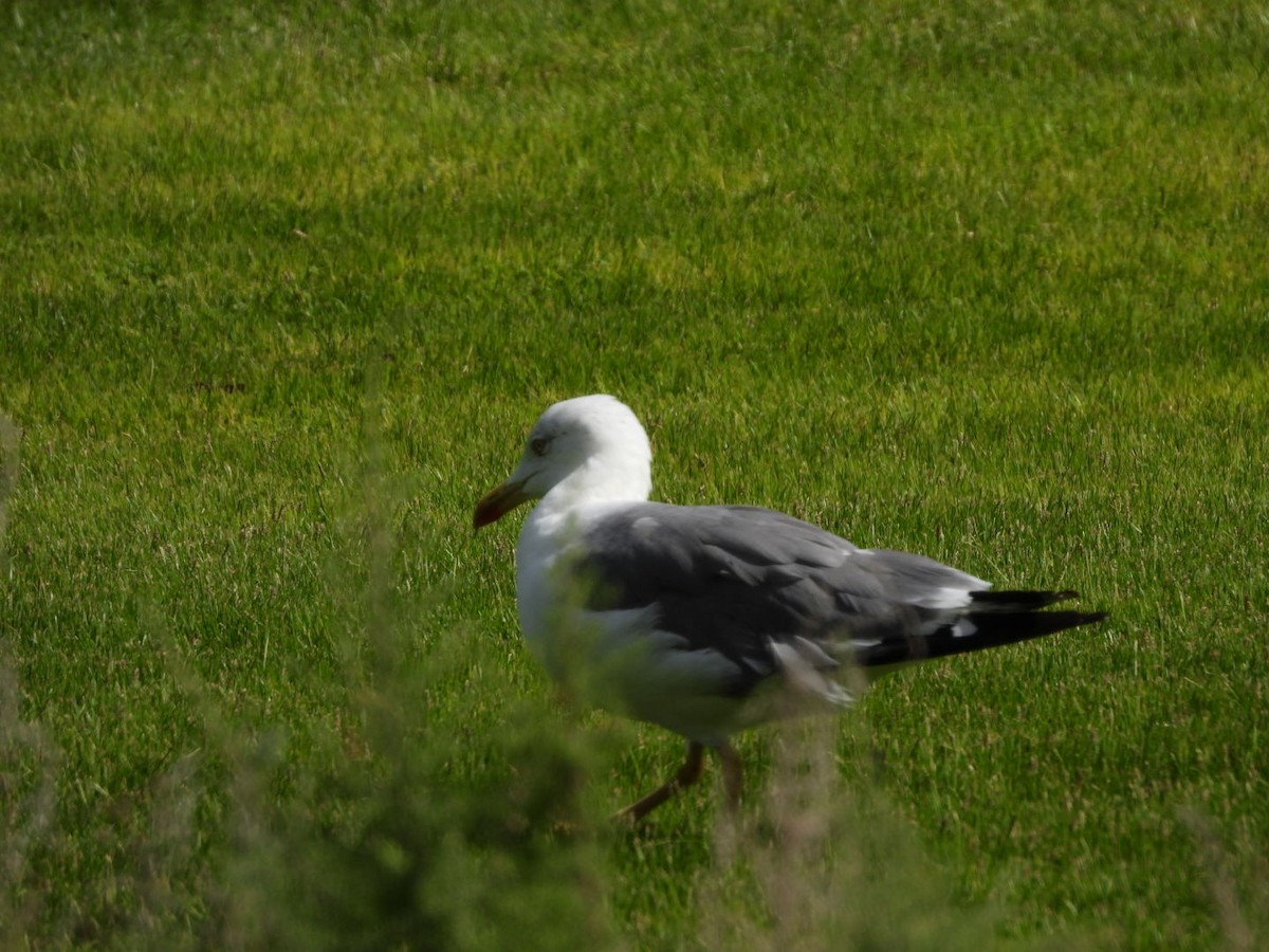 Yellow-legged Gull - Miguel Hernández Santana