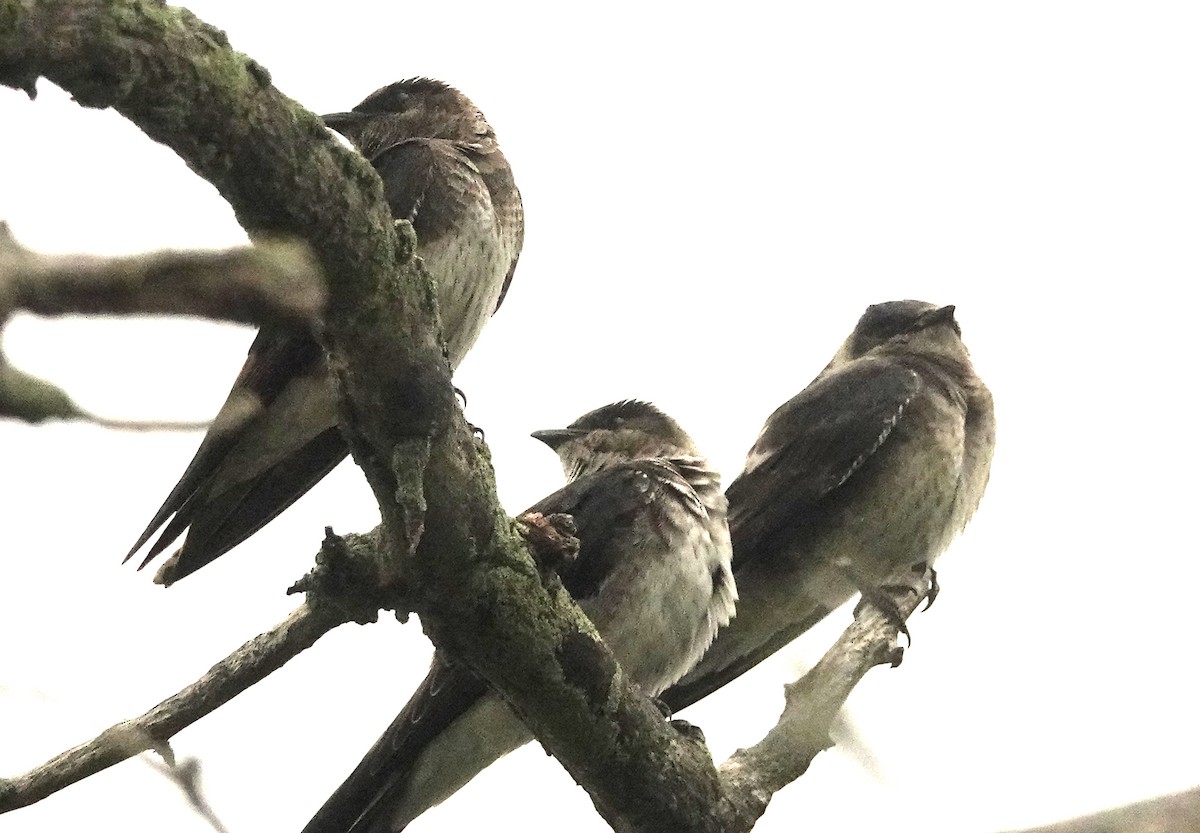 Purple Martin - ML603885341