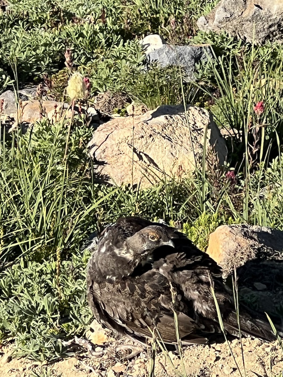 Sooty Grouse - ML603886901