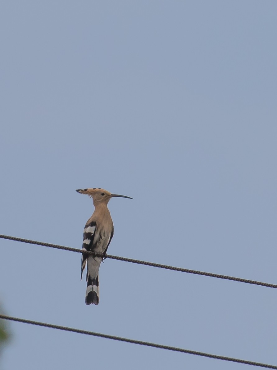 Eurasian Hoopoe - ML603890451