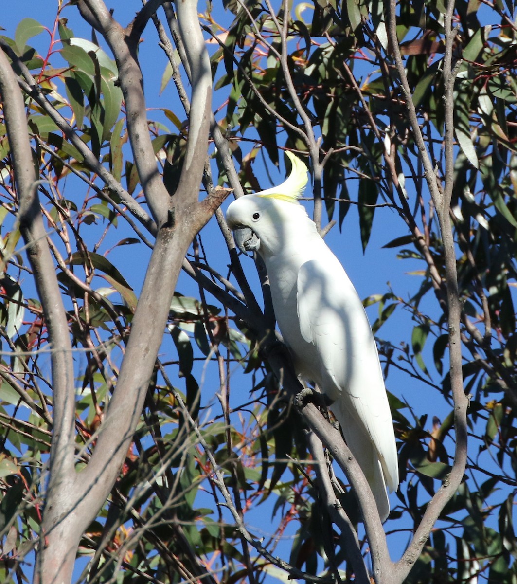 Sulphur-crested Cockatoo - ML603890661