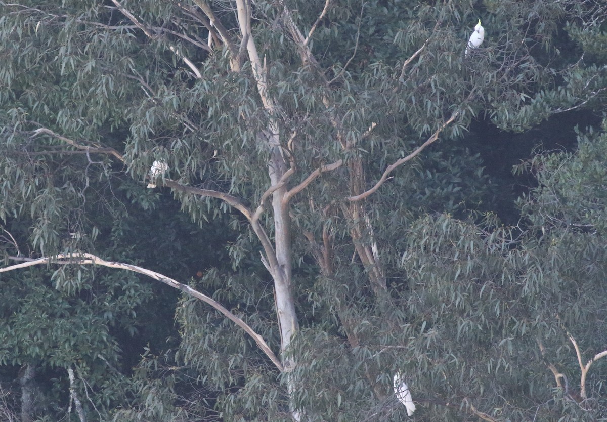 Sulphur-crested Cockatoo - ML603890671