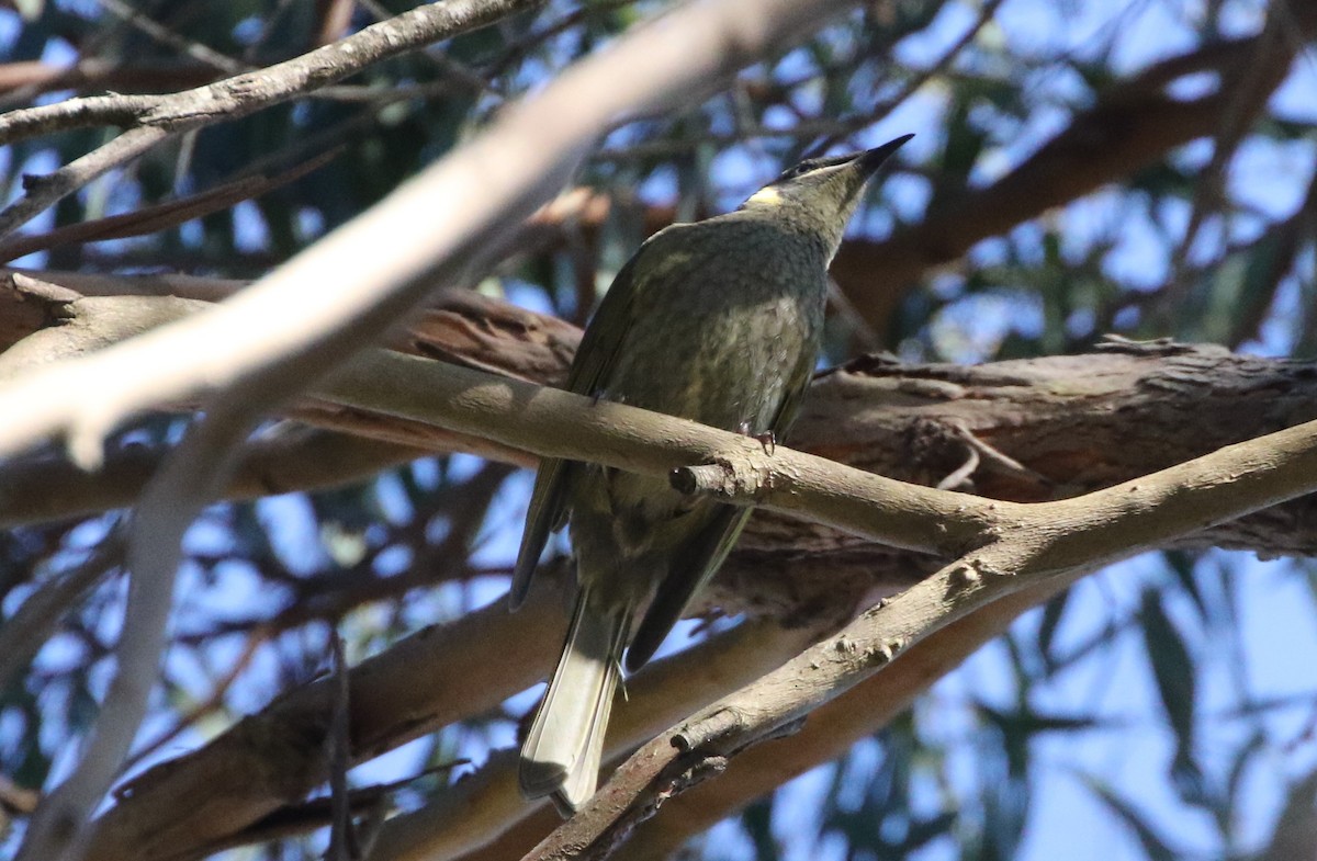 Lewin's Honeyeater - ML603890691