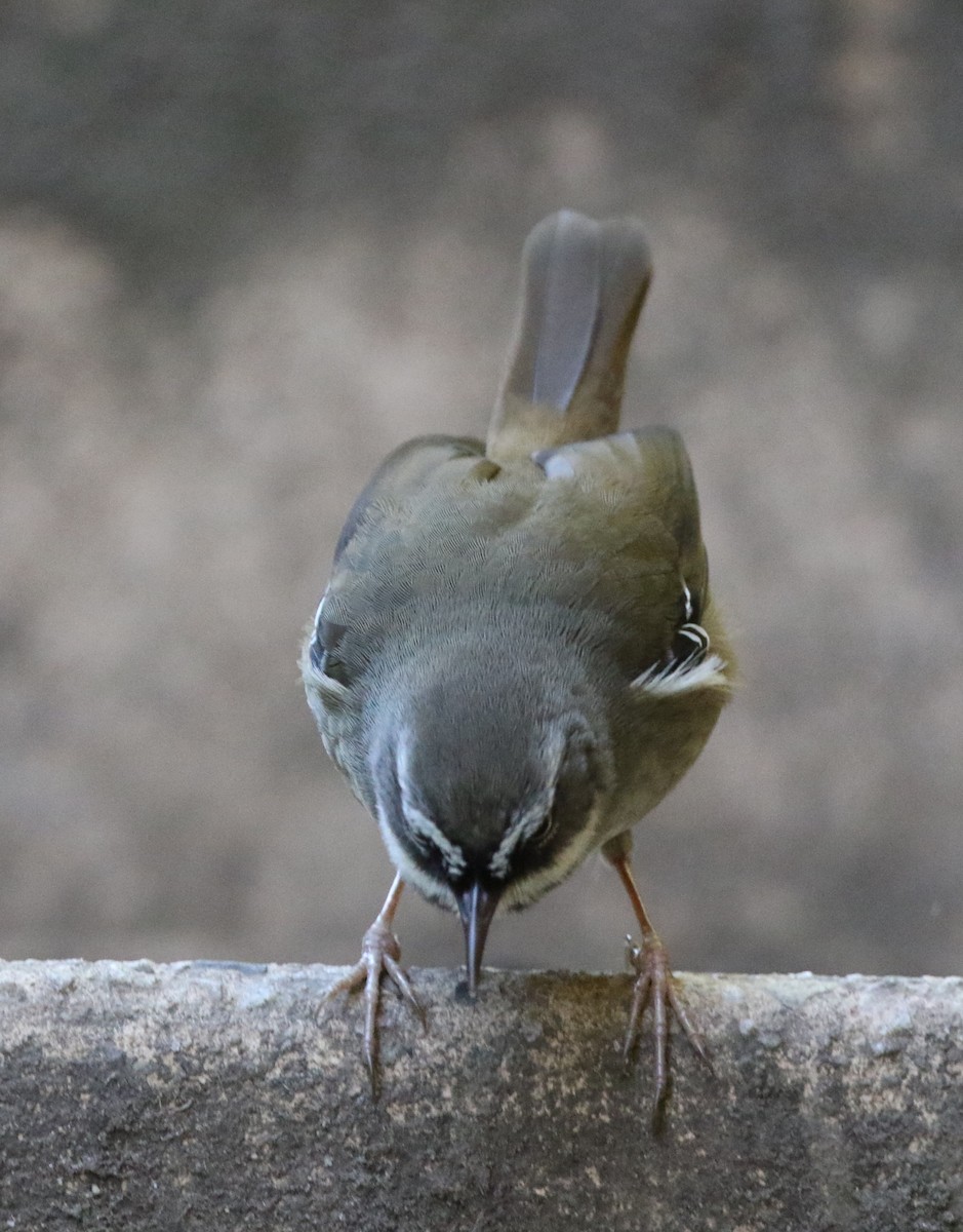 White-browed Scrubwren - ML603890861