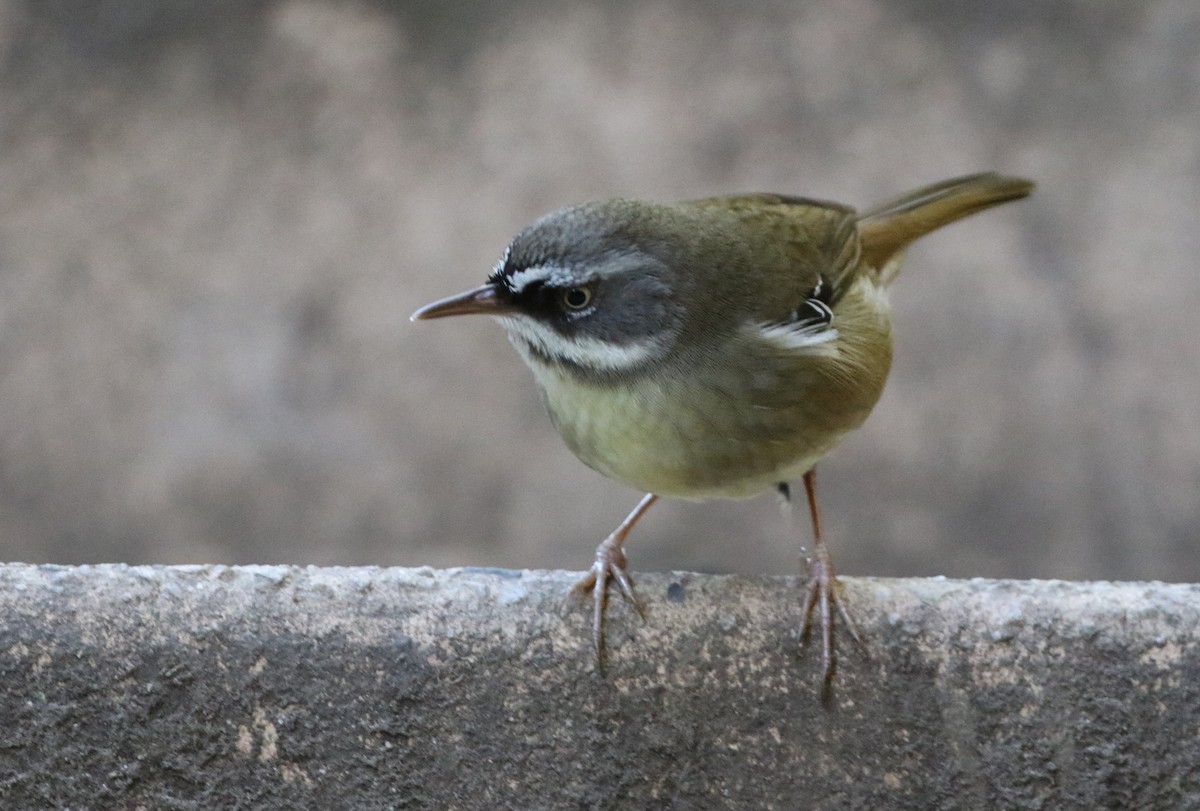 White-browed Scrubwren - ML603890871