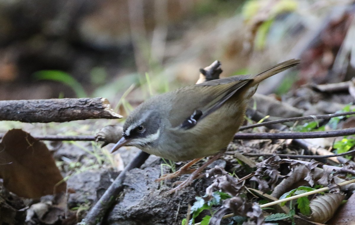 White-browed Scrubwren - ML603890881