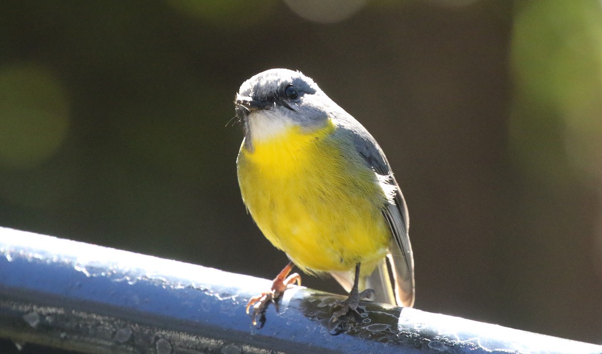 Eastern Yellow Robin - ML603890961