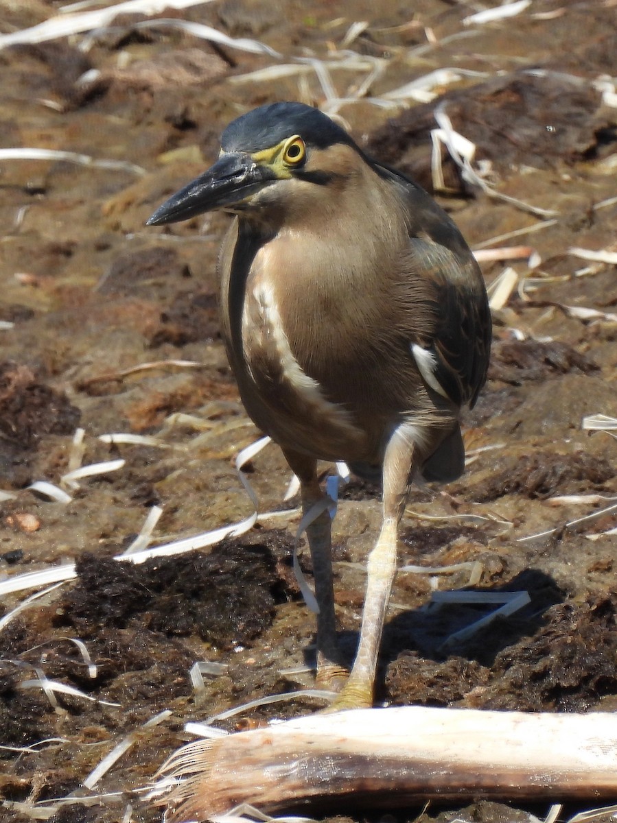 Striated Heron - ML603891001