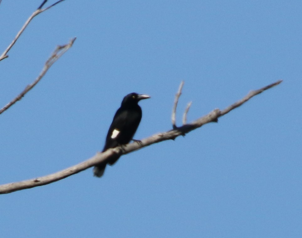 Pied Currawong - ML603891031