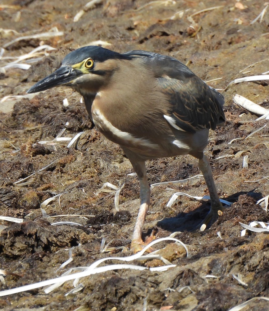 Striated Heron - ML603891291