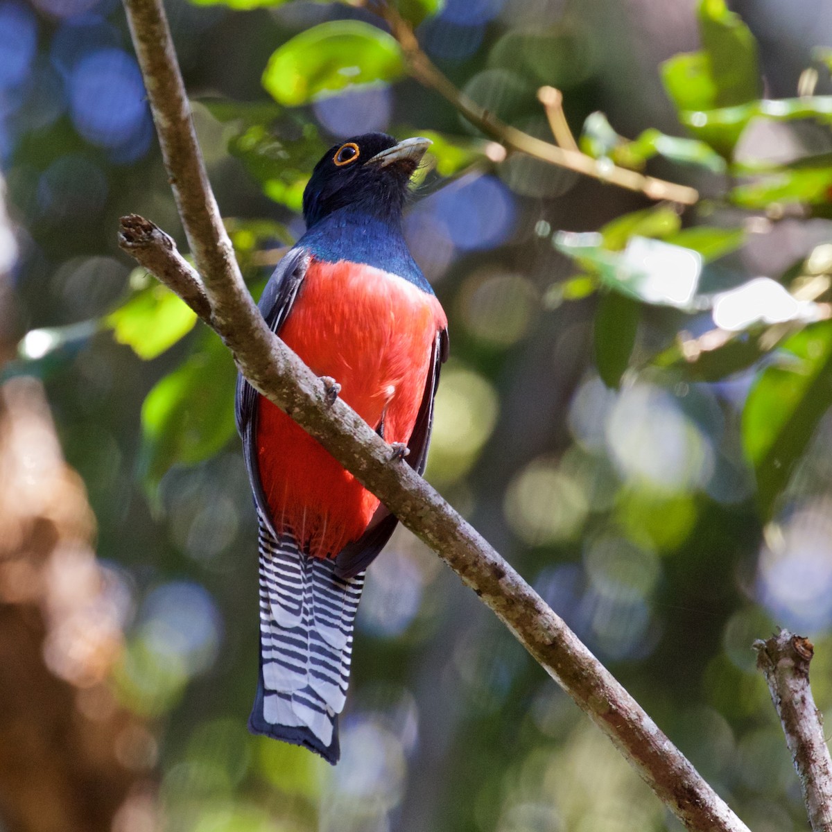 trogon modrotemenný - ML603891301