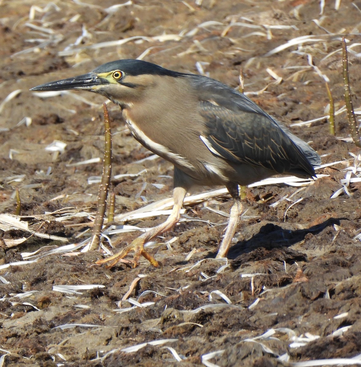 Striated Heron - ML603891341