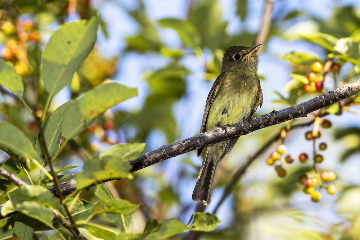 Western Flycatcher (Pacific-slope) - Janine Schutt