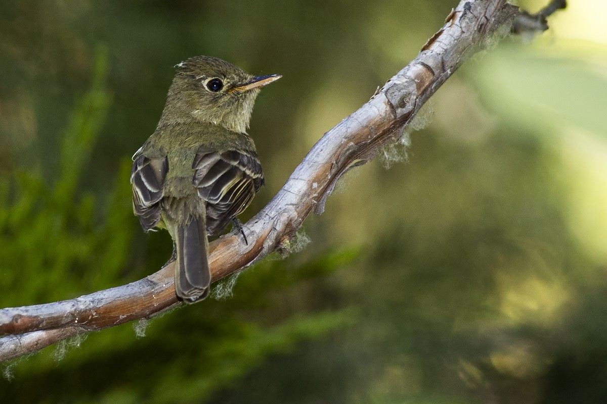 Western Flycatcher (Pacific-slope) - ML603891571