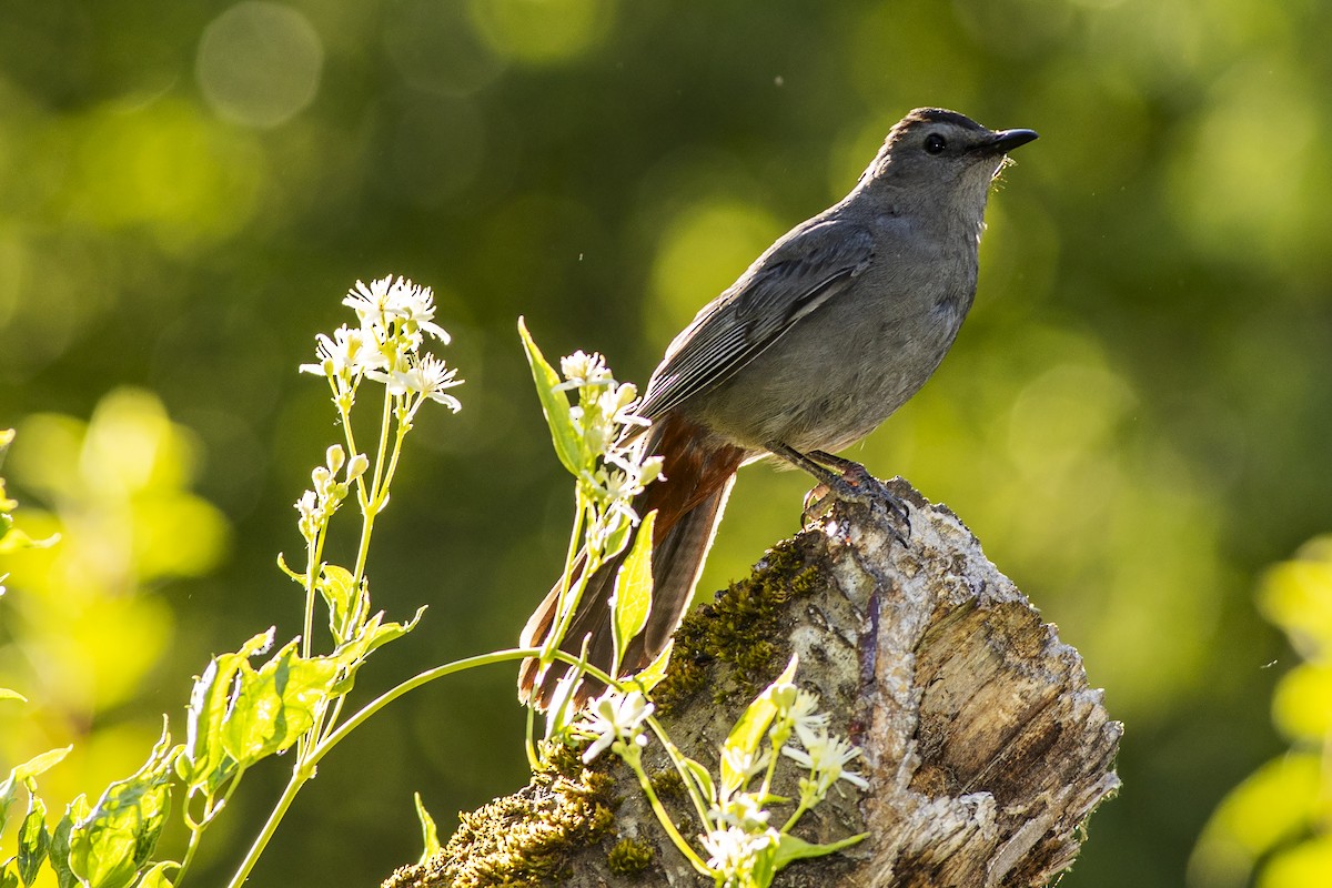 Gray Catbird - ML603891581