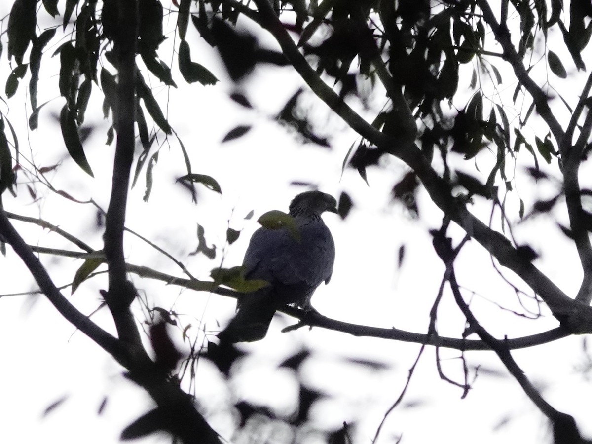 Topknot Pigeon - ML603891601