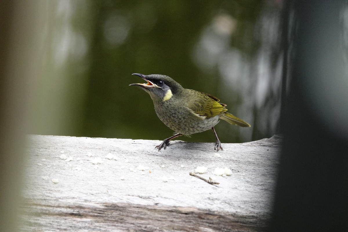 Lewin's Honeyeater - Eric Finley