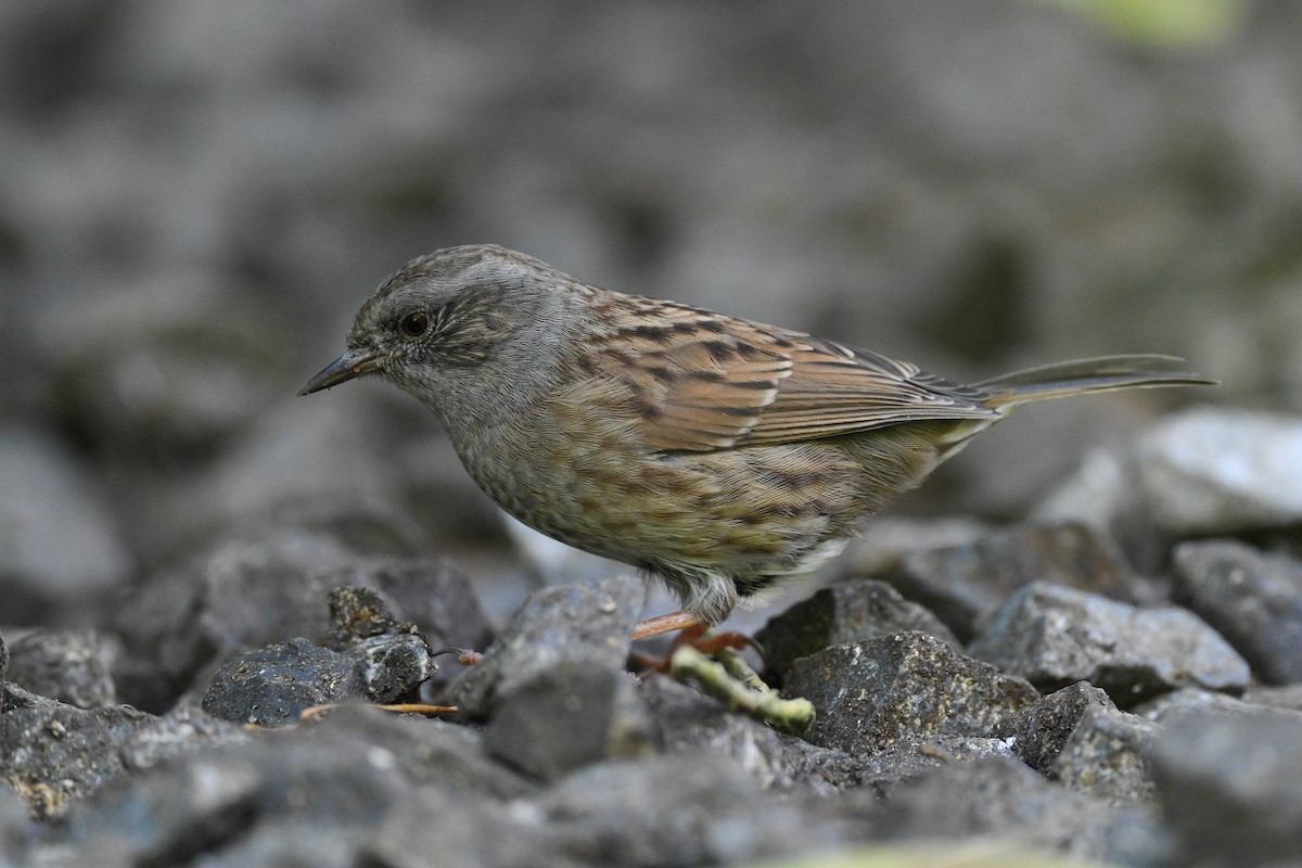 Dunnock - ML603893811