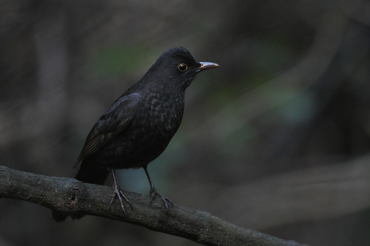 Eurasian Blackbird - Harn Sheng Khor