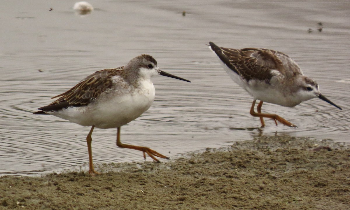 Wilson's Phalarope - Petra Clayton