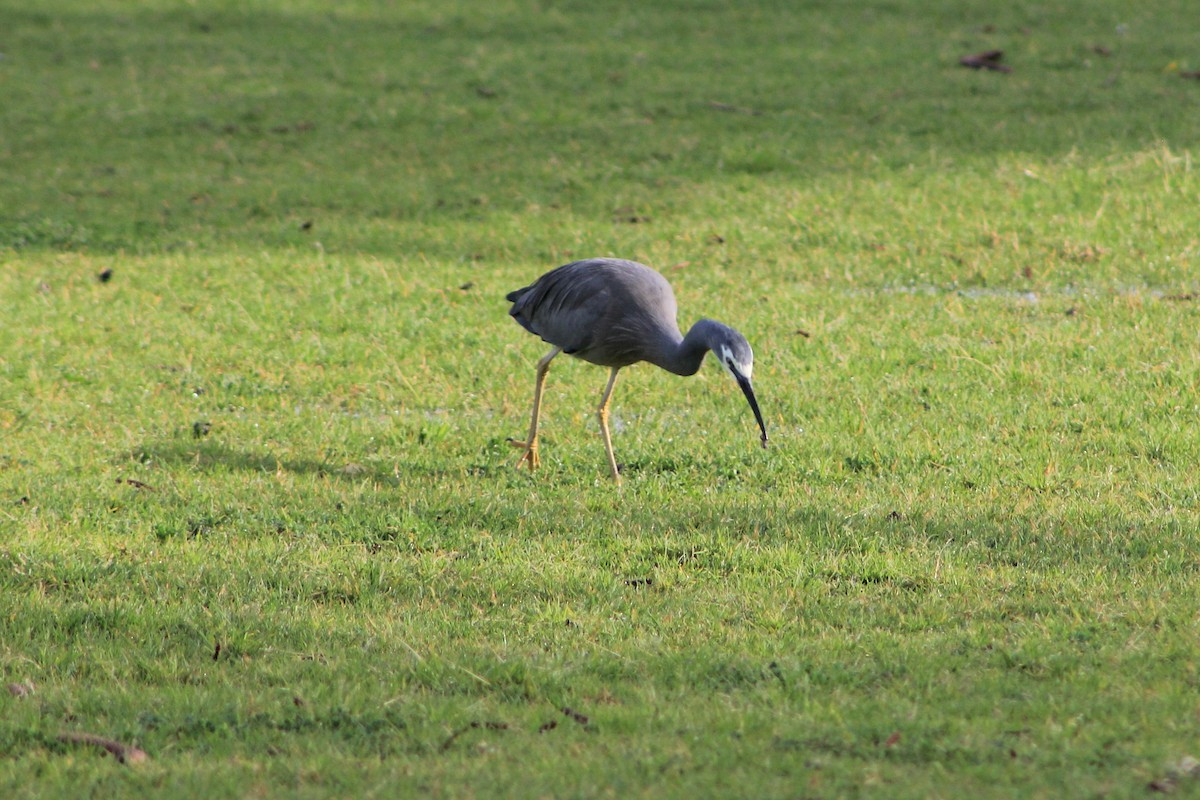 White-faced Heron - ML603894231
