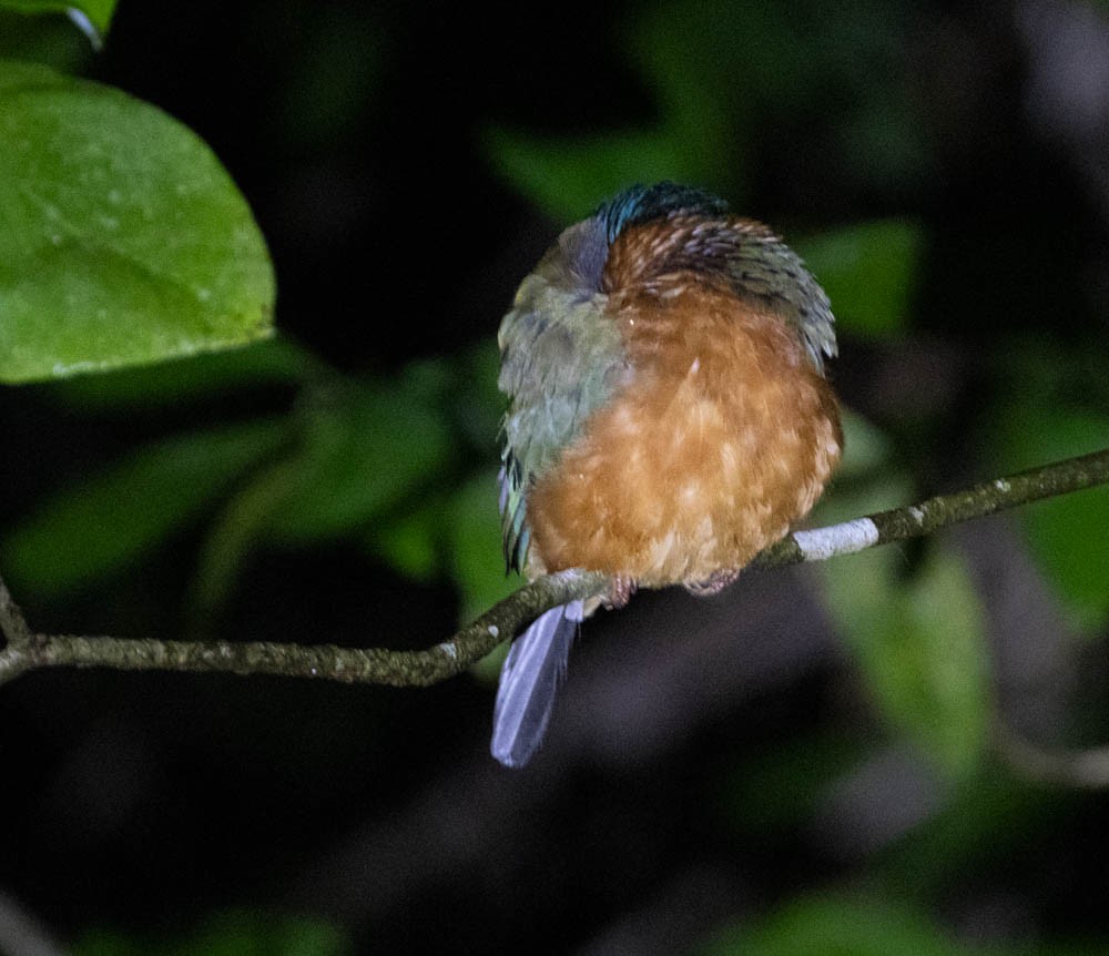 Green-backed Kingfisher - ML603894681