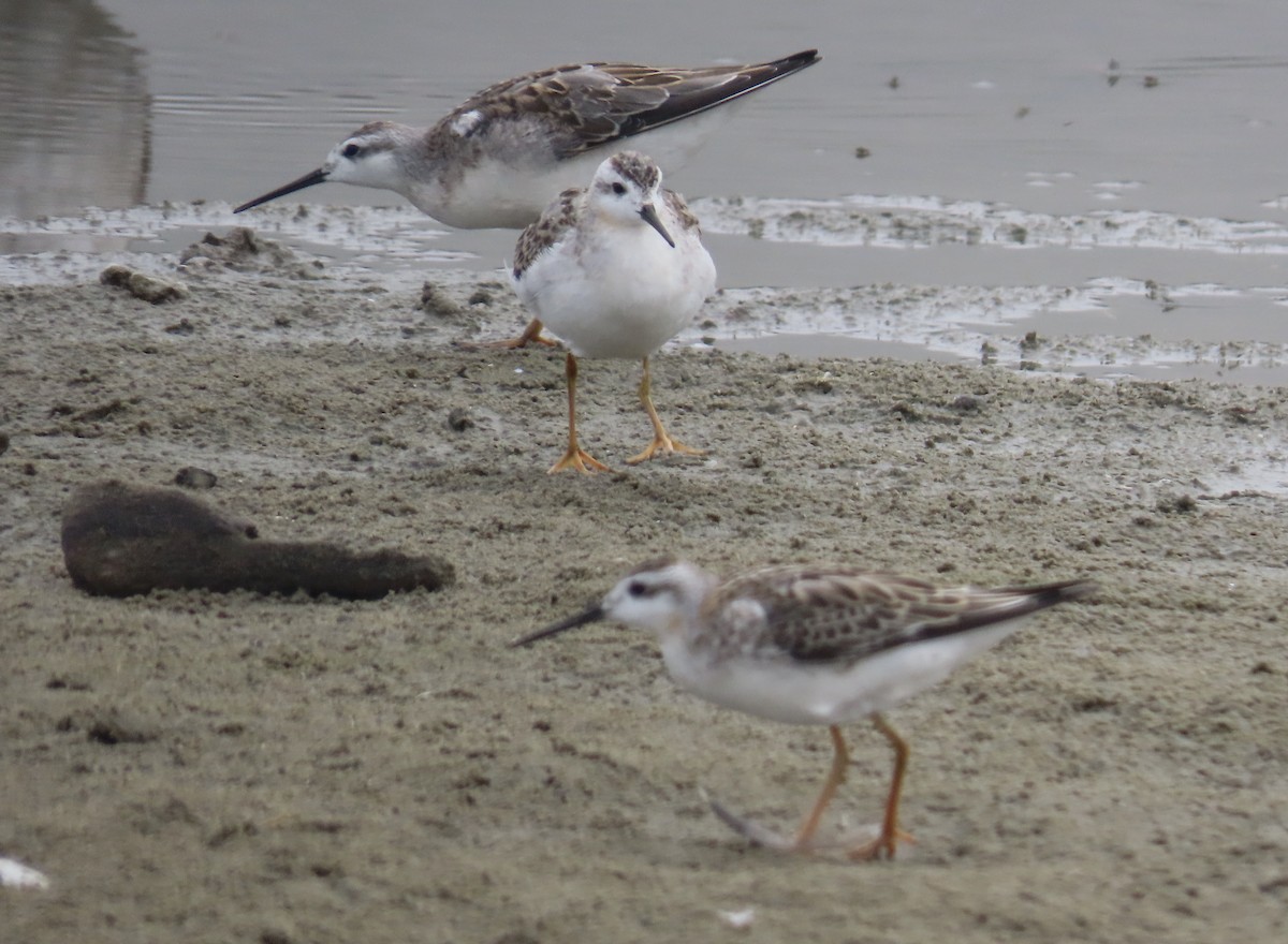 Phalarope de Wilson - ML603894951