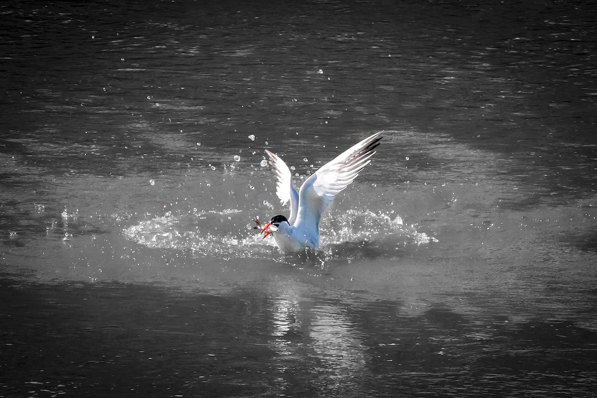 Caspian Tern - Jonathan Cooke