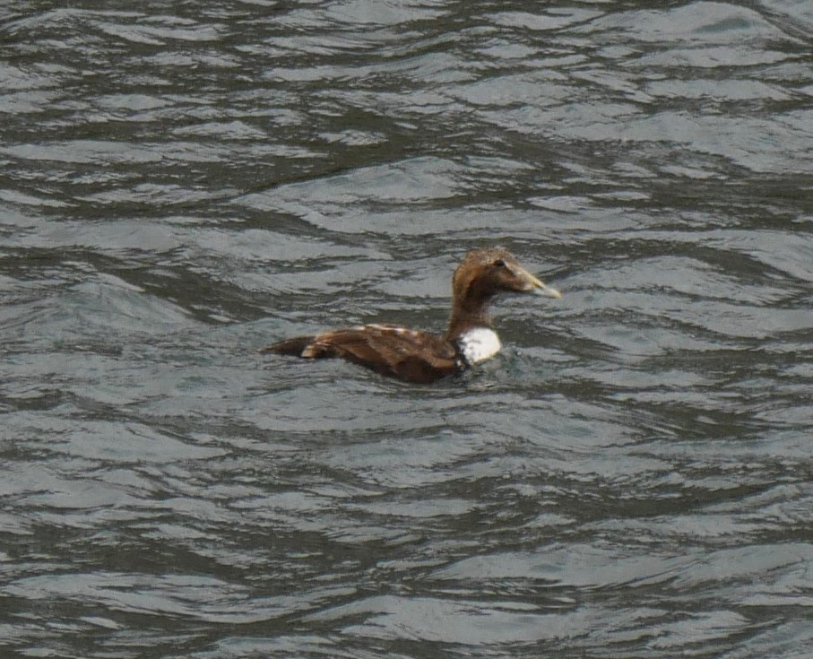 Common Eider - ML603896281