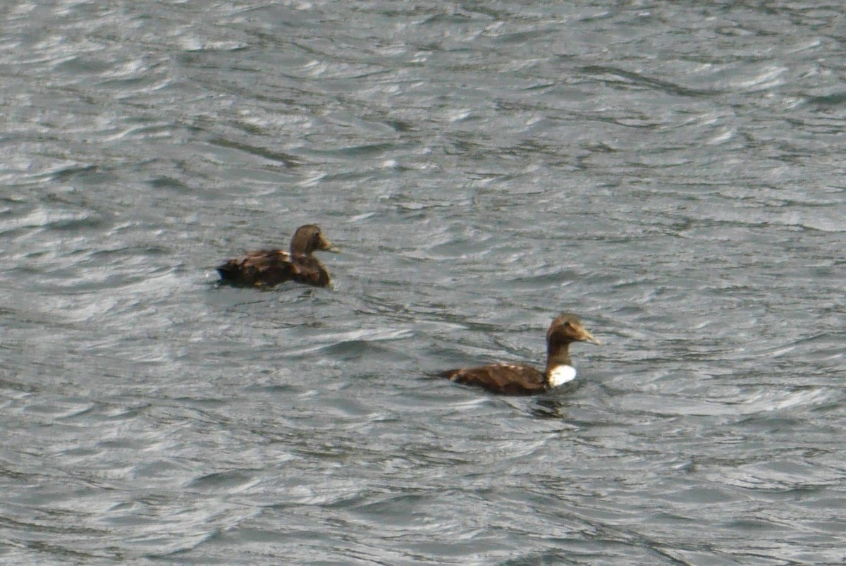 Common Eider - ML603896301