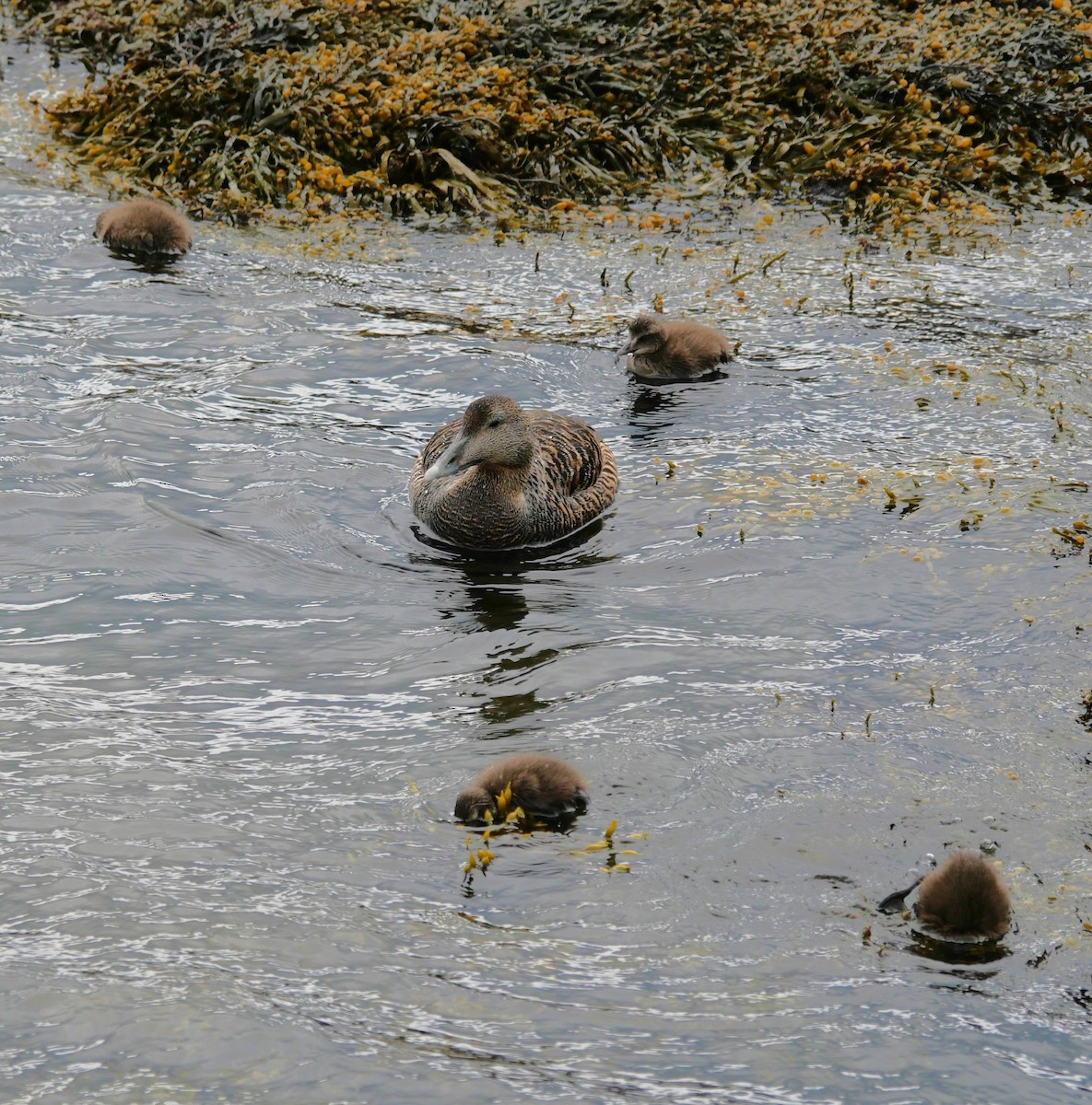 Common Eider - ML603896321