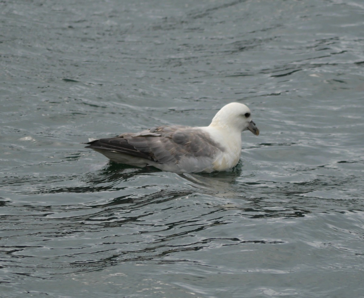 Northern Fulmar - ML603896491