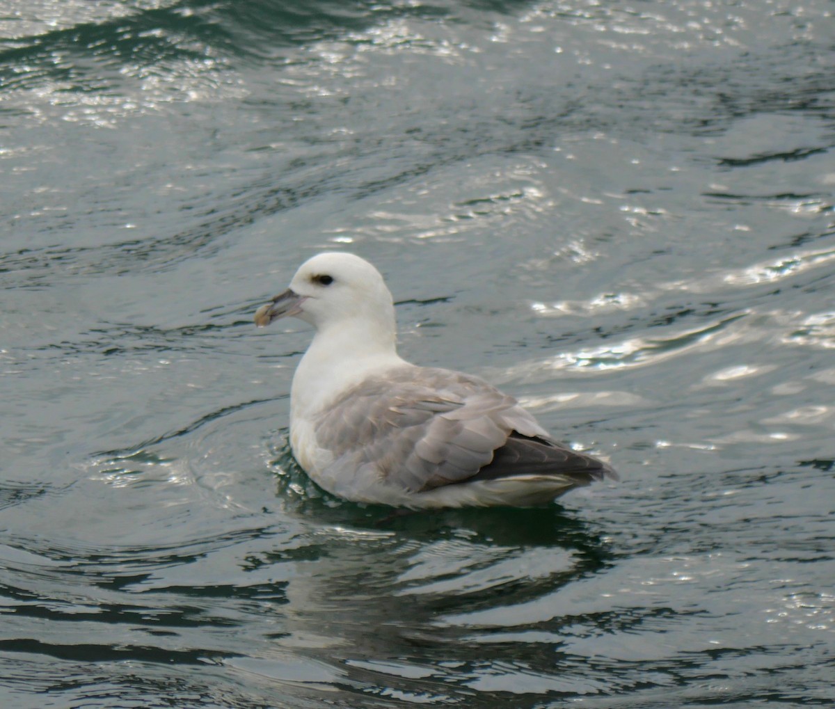 Northern Fulmar - ML603896501