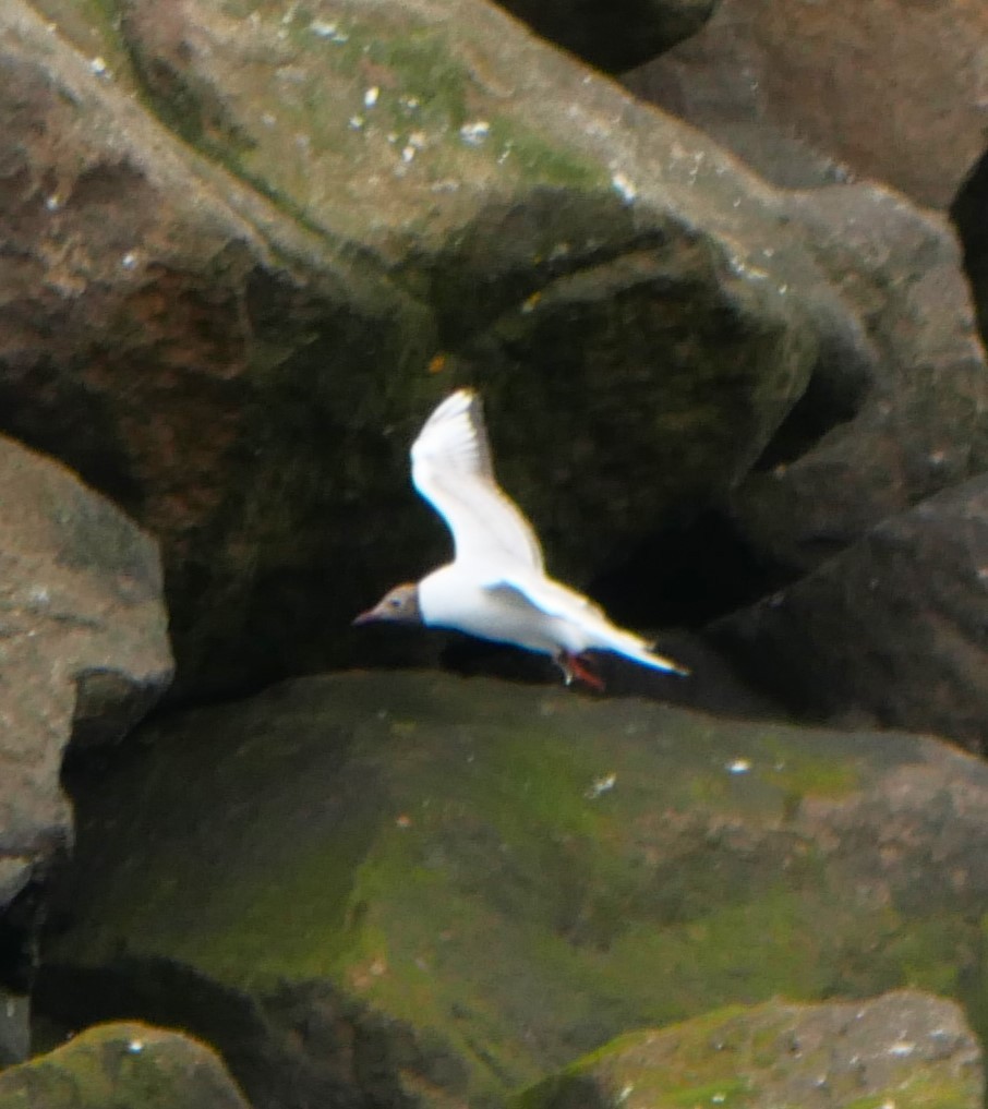 Black-headed Gull - ML603896571