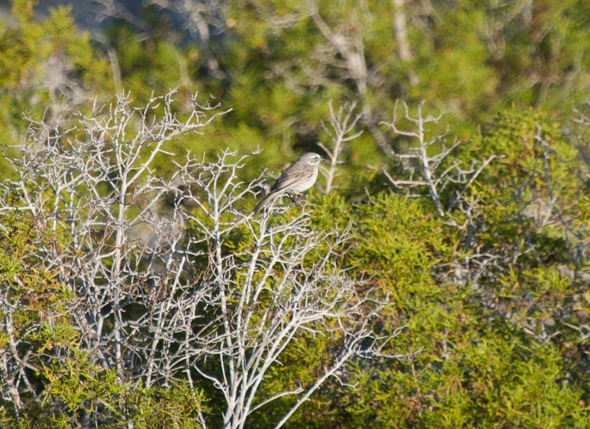 Bell's Sparrow (cinerea) - ML603897501