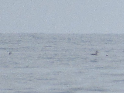 Kızıl Boyunlu Batağan - ML603898841