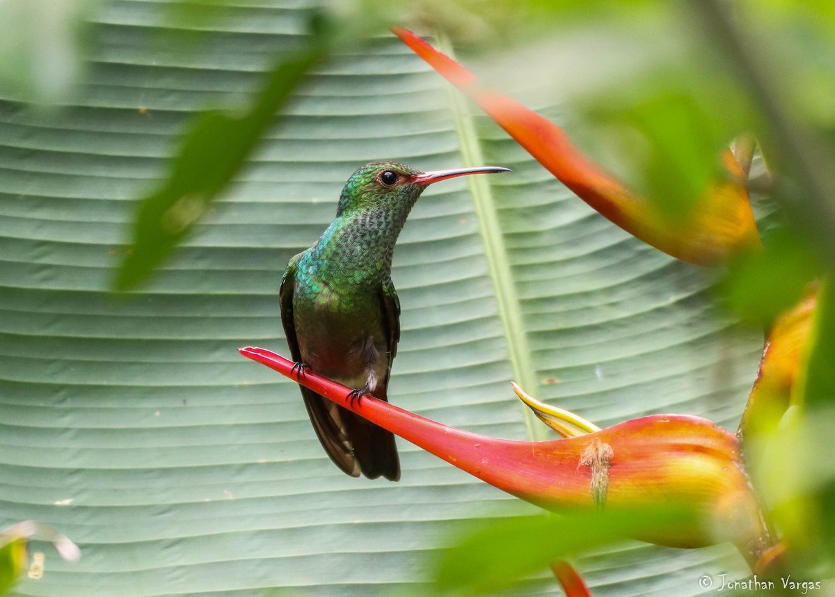 Rufous-tailed Hummingbird - Jonathan Vargas