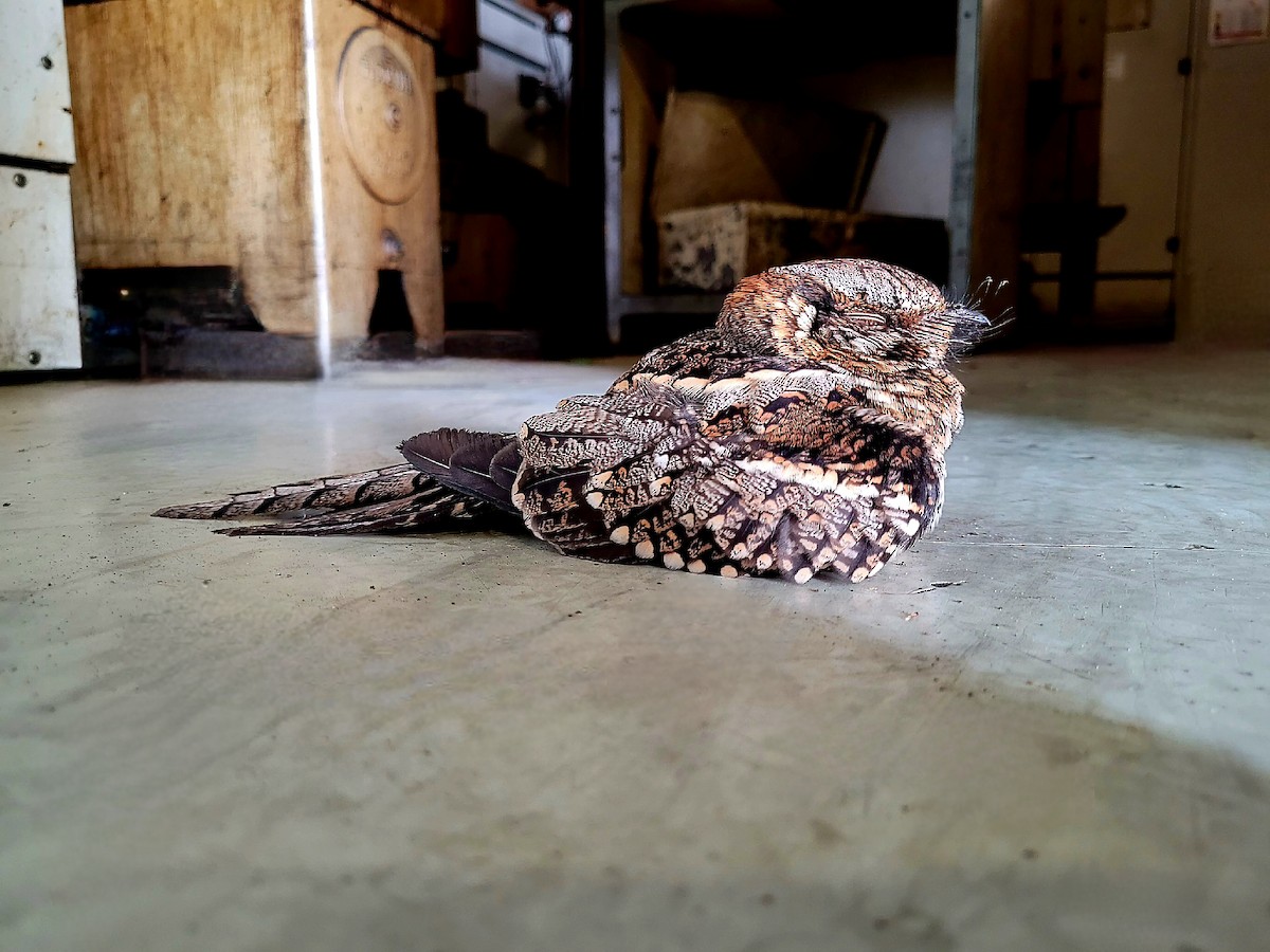 Scissor-tailed Nightjar - ML603899481