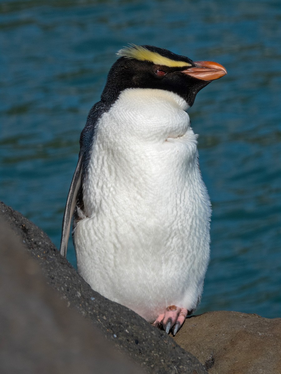 Толстоклювый пингвин - ML603902151