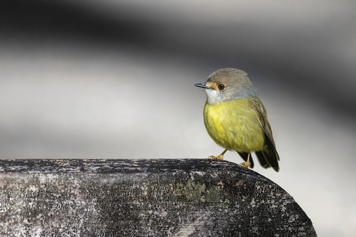 Pale-yellow Robin - ML603903191