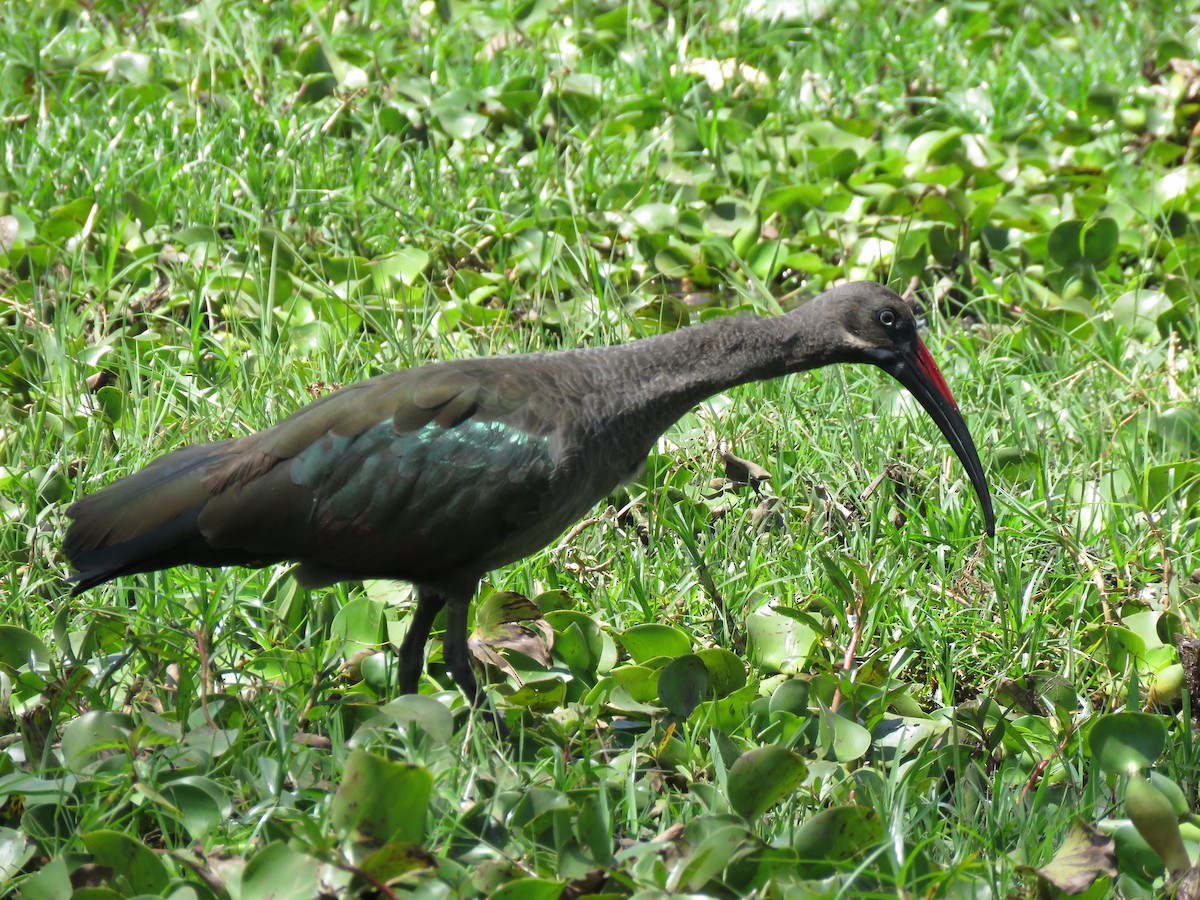 Hadada Ibis - ML603903381