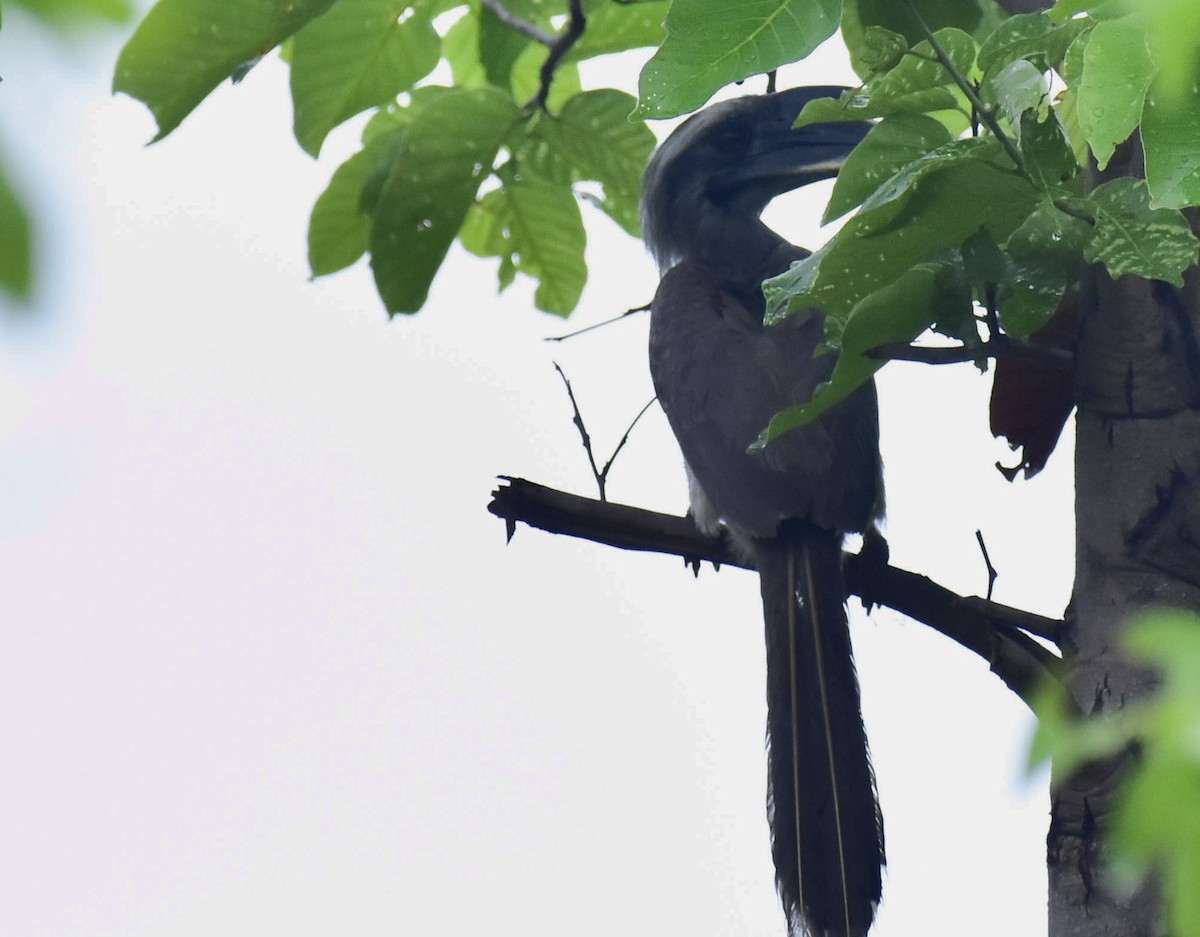 Indian Gray Hornbill - ML603903871