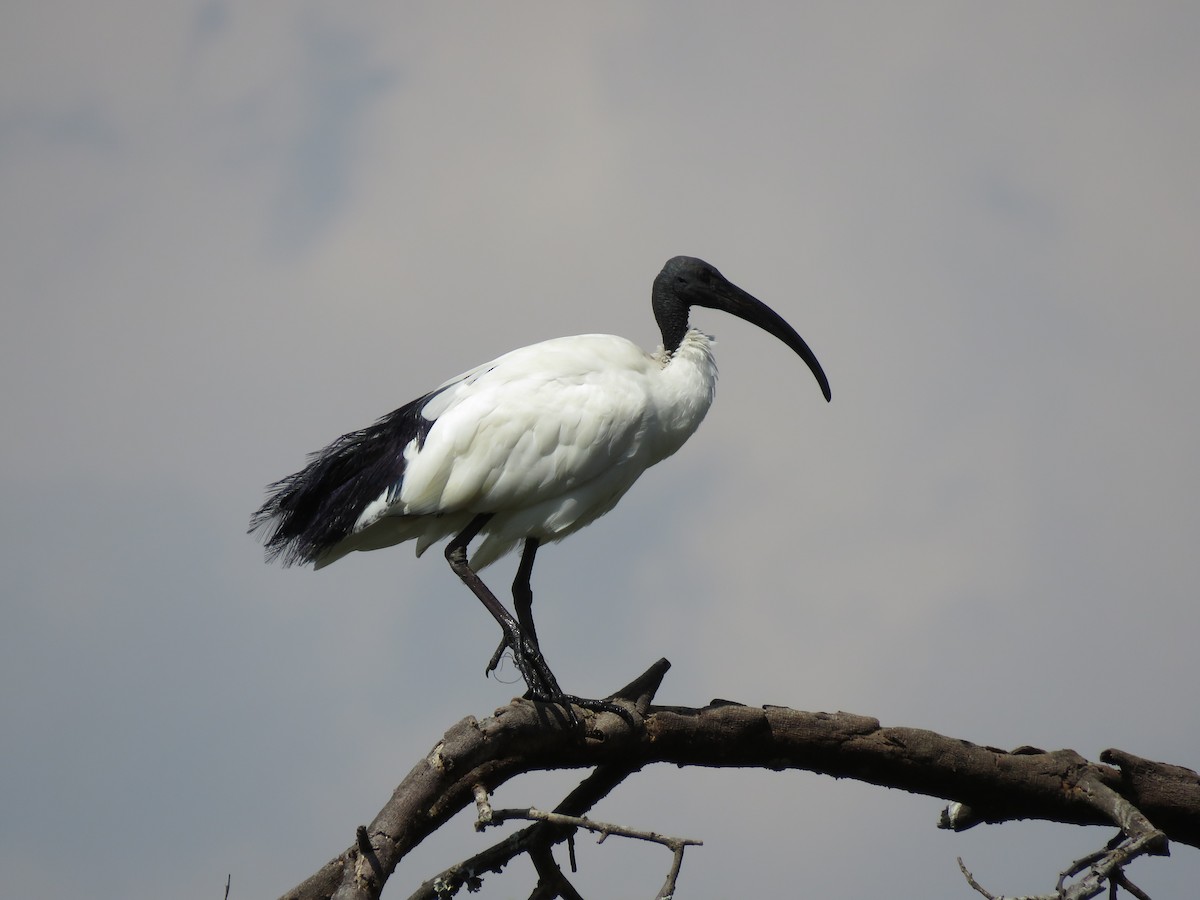 African Sacred Ibis - ML603904671